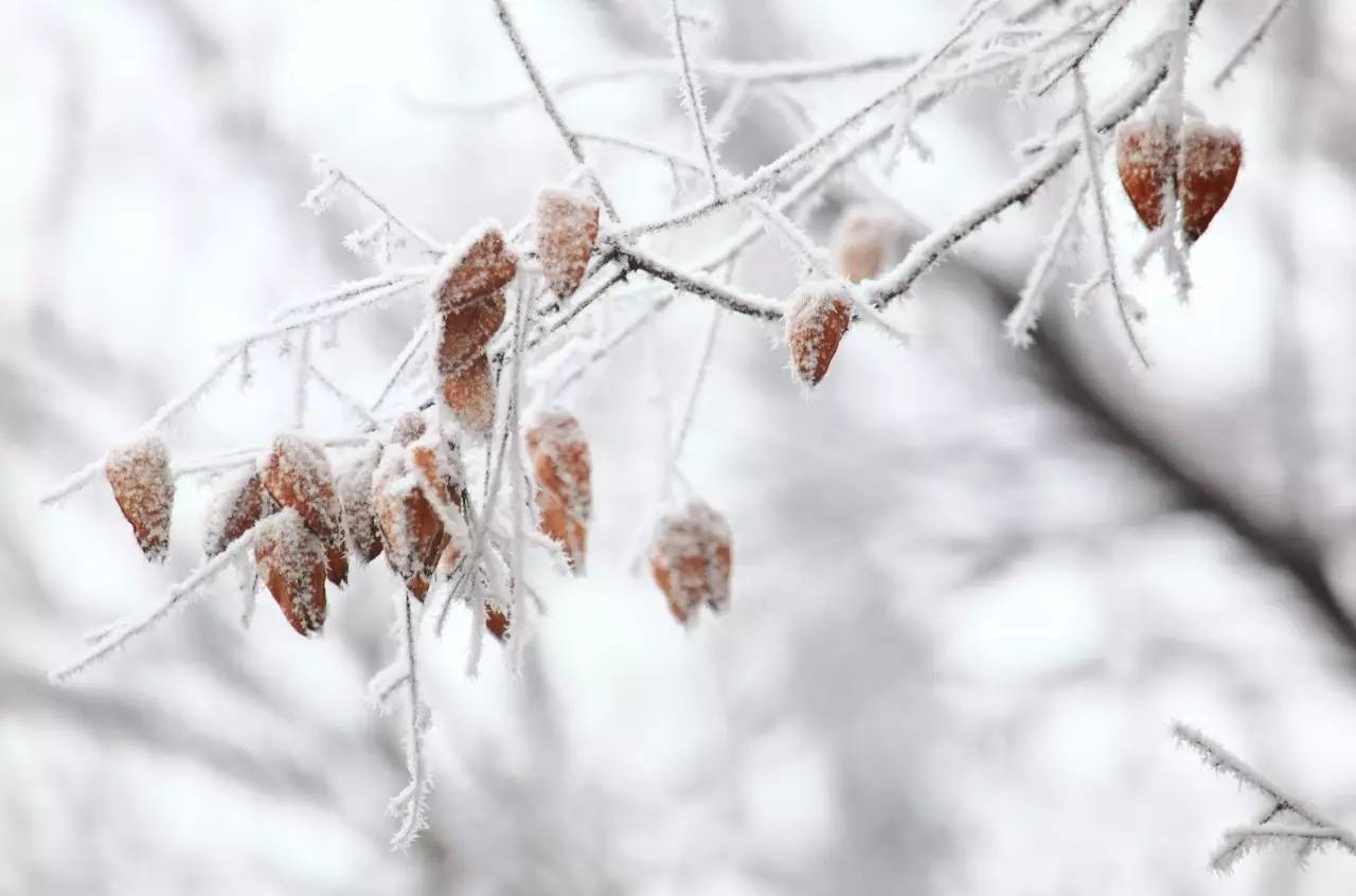 夜读 丨 小雪:情绵绵徘徊暮云间