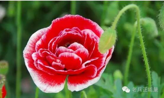 北大著名教授讲课无人听,中国教育到底畸形到