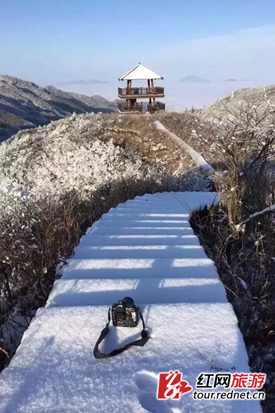 深圳割完包皮后龟头发黑