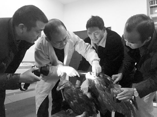 张家界受伤金雕送至长沙诊治|张家界|受伤|野生