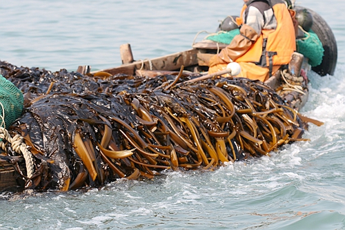 海洋所在裙带菜生活史研究中取得突破