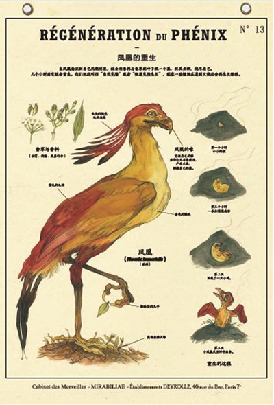 博物学家的“图鉴”还原“神奇动物”真身