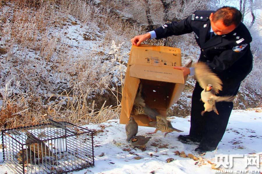 新疆天山天池森林派出所解救放飞15只石鸡