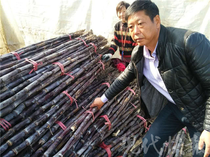 30万斤甘蔗无人问津 当地村民纷纷抢购