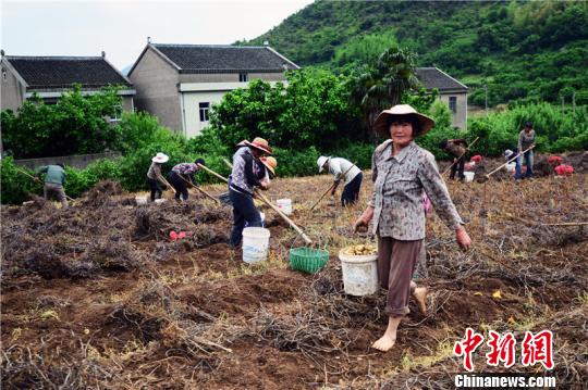 资料图：浙江舟山中药材“贝母”开始收获，图为收获现场。姚峰 摄