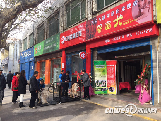 西北首家导盲犬培训基地成立,三成受训犬只能成为导盲犬。