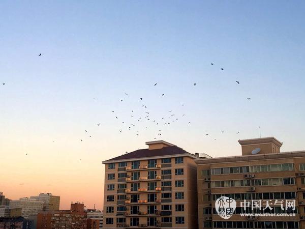 7日早晨,北京天空晴朗,飞鸟掠过天际。(赵嫣嫣 摄)