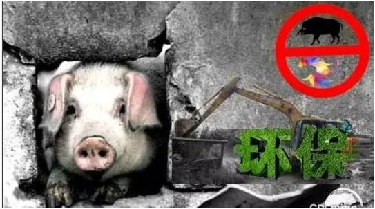 猪价上天,环保落地,国务院再发文下达禁养区猪