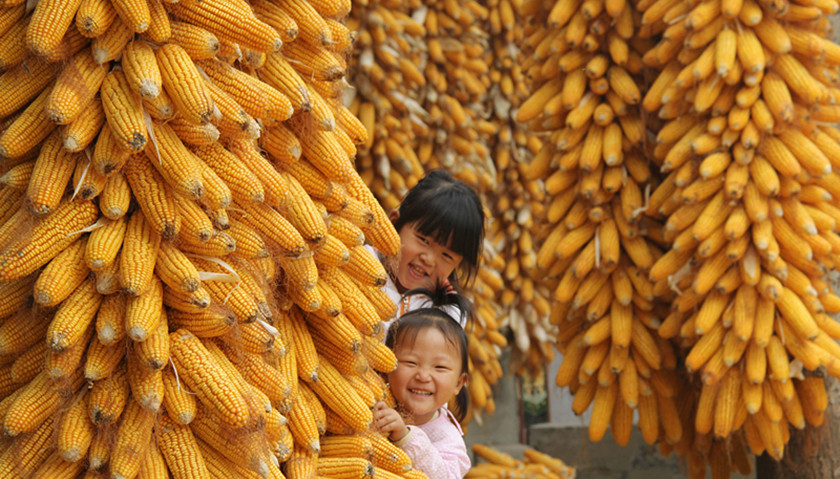 2016年全国粮食总产量12324.8亿斤 比2015年