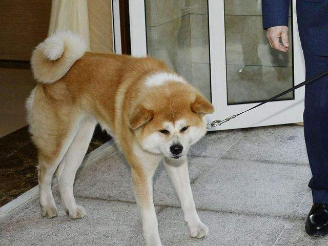 日本向俄罗斯总统普京赠送的秋田犬“梦”。（新华/路透）