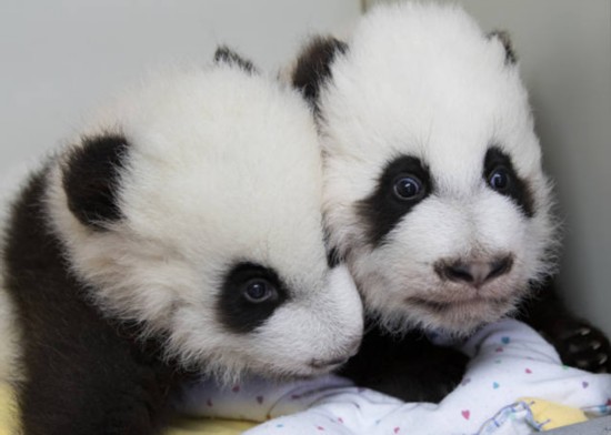 美国新生大熊猫双胞胎获名雅伦喜伦