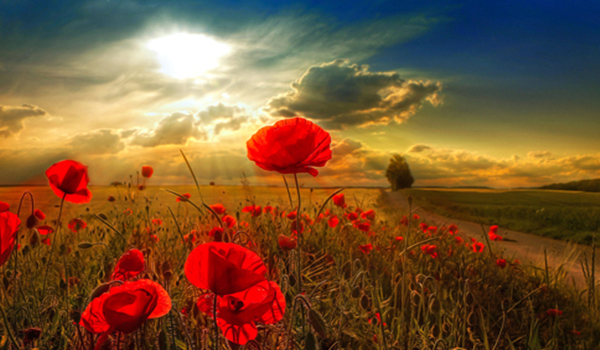 顾潇然:12.15原油暴跌原因解析,原油白银日间操