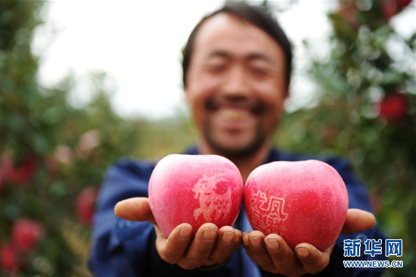　　果农在甘肃静宁县苹果园里展示自制的“艺术”苹果。当地果农制作“祝福”苹果，在电商平台销售火爆。苹果种植基地成为当地农民脱贫致富的支柱产业。新华社记者陈斌摄