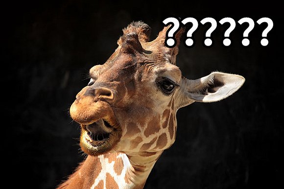 长颈鹿,你的舌头怎么那么长?