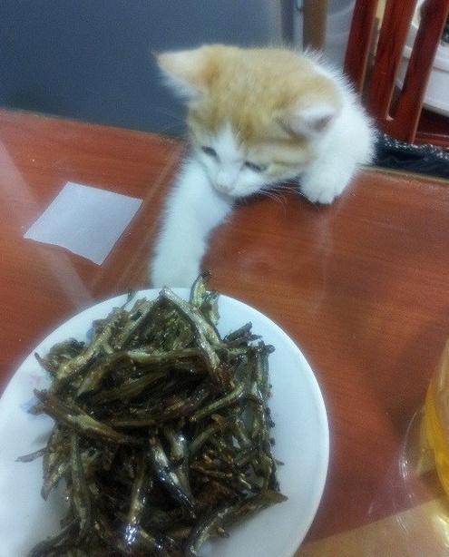 看来是铲屎的没出息，喵们偷偷出去接广告了