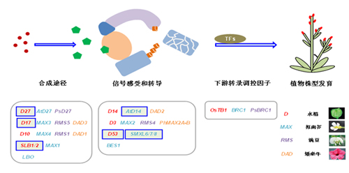 植物激素作用的分子机理重大研究计划结束