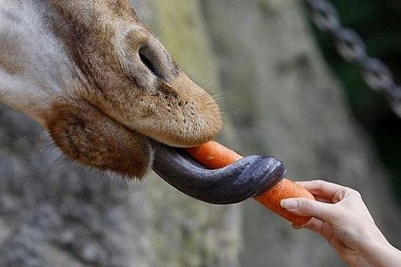 长颈鹿你的舌头怎么那么长