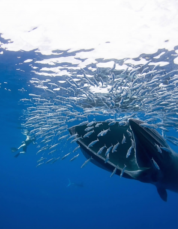 鲸吞天下作品解析 带刀求生鲸鱼腹中