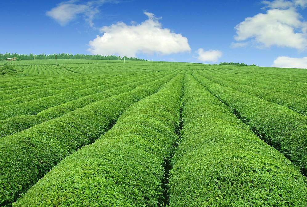 陈文胜:论中国农业供给侧结构性改革的着力点