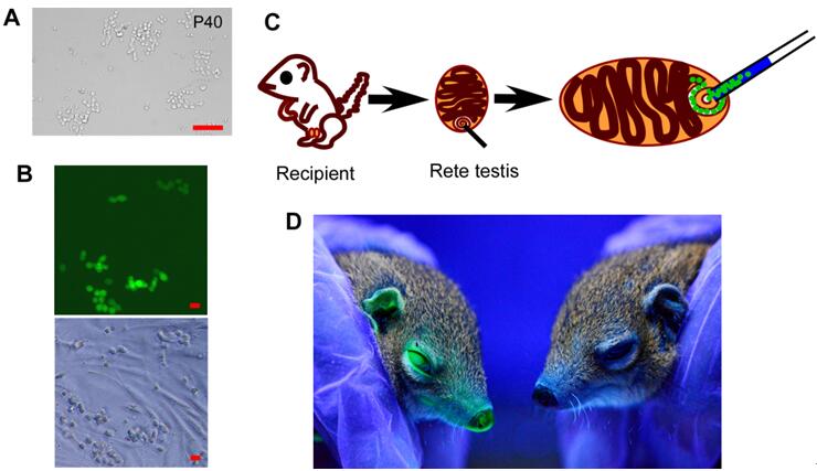 昆明动物所利用树鼩精原干细胞获得世界首只转
