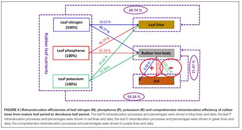 橡胶树收入_关于2017年橡胶树综合保险费补贴的公告(2)