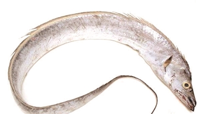 宁波小眼睛带鱼销量连续11年排第1 一斤上百元