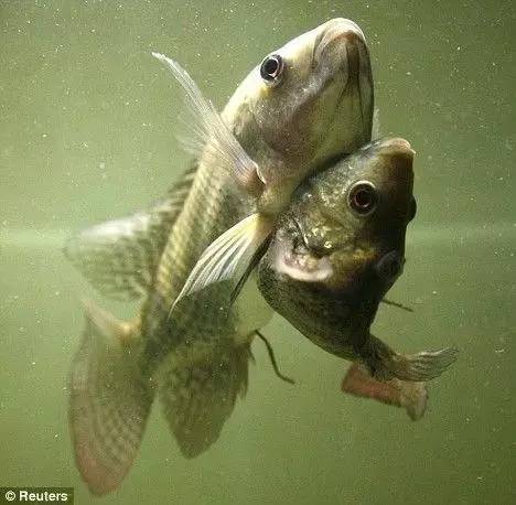 真相 | 日本核泄漏区产巨型生蚝 是基因变异?这