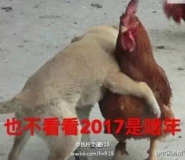 司机高速“奇遇”,1万只小鸡瞬间变成烤鸡!