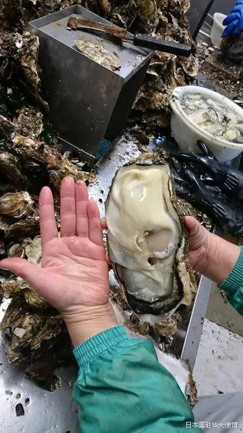 真相 | 日本核泄漏区产巨型生蚝 是基因变异?这