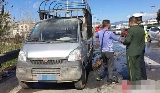 司机高速“奇遇”,1万只小鸡瞬间变成烤鸡!