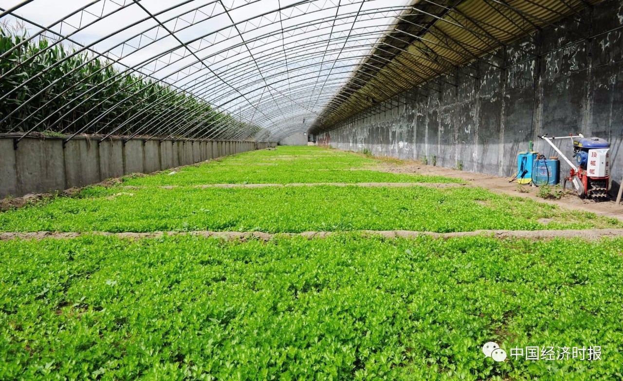 前瞻2017中国经济丨农业供给侧结构性改革是