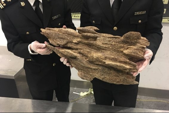 白木香现形旅客行李箱(图)