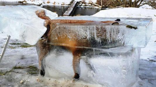 被冻死在冰里，狐狸的身体非常完整。