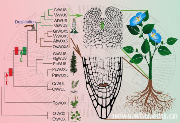 国际顶级期刊发表我校植物干细胞研究新成果 新浪新闻