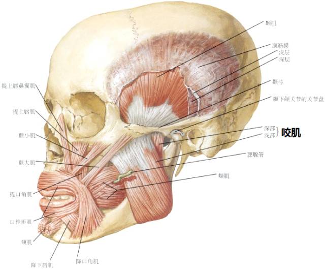 按摩瘦脸听着就没谱,可是脸真的变小了是怎么
