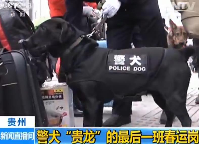 【2017年春运】贵阳:警犬"贵龙"的最后一班岗 执勤10年已过"古稀"