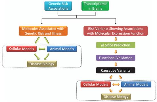 昆明动物所等发表精神疾病遗传研究专题综述