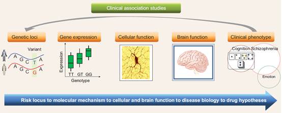 昆明动物所等发表精神疾病遗传研究专题综述