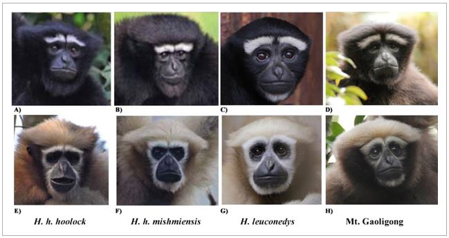 昆明动物所等发现并命名长臂猿新物种