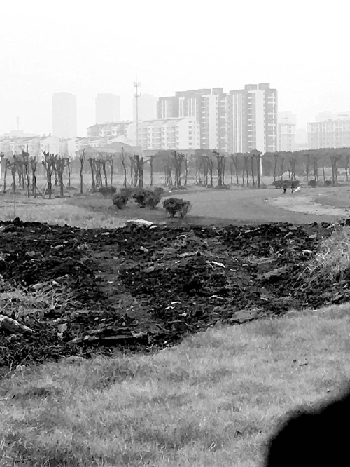 江苏常州“毒地”上种植的树木枯死