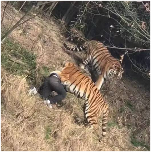 【独家】专家观点:宁波被虎咬死男子家属索赔