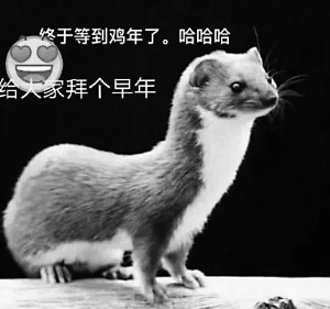 朋友圈热传"黄鼠狼给鸡拜年" 专家称实为伶鼬
