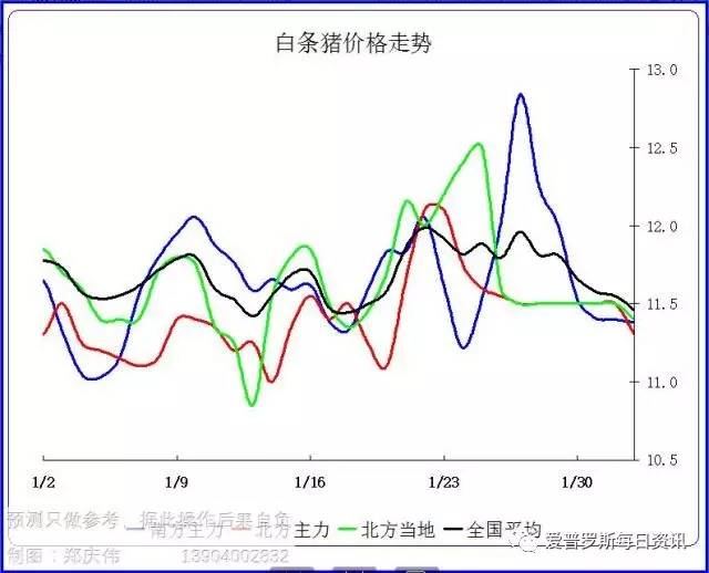 多地猪价下行,白条节后掉价严重,这价还能熬到
