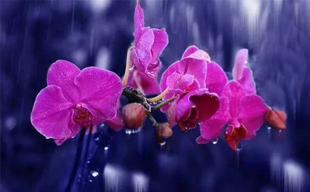 余音犹绕梁,良宵谁与共?