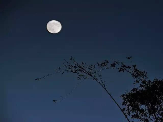 夜读:余音犹绕梁,良宵谁与共?