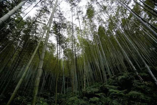 夜读:余音犹绕梁,良宵谁与共?|二胡|音乐|刘天华