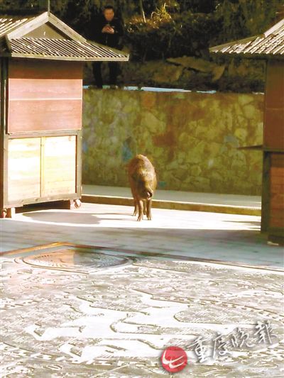 野猪进入景区