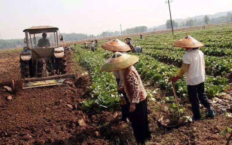 中央一号文件 来了,暗藏的这些致富秘诀你知道