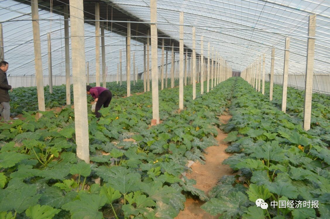 着力产业扶贫大名布局精准脱贫路线图