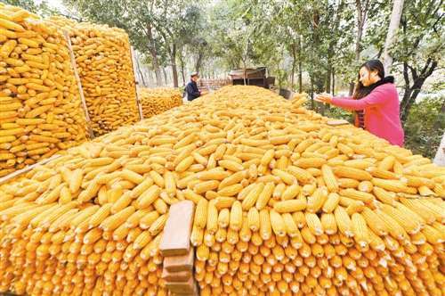 养虾收入_武汉蔡甸农民高计才：养虾喂鱼收入不错能还部分欠债